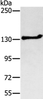 Anti-NEMF Antibody
