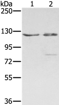 Anti-SMC6 Antibody
