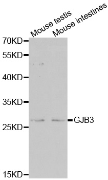 Anti-GJB3 Antibody