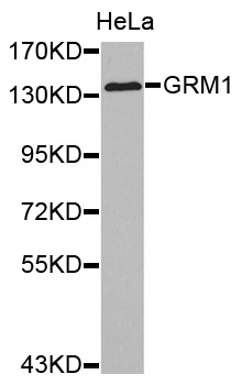 Anti-GRM1 Antibody