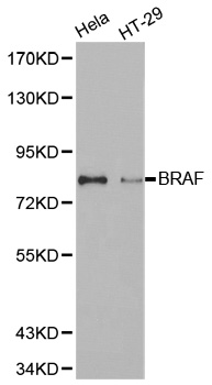 Anti-BRAF Antibody