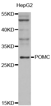 Anti-POMC Antibody