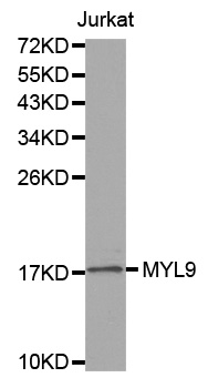 Anti-MYL9 Antibody