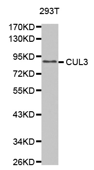 Anti-CUL3 Antibody