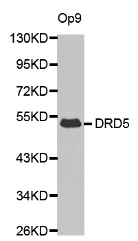 Anti-DRD5 Antibody