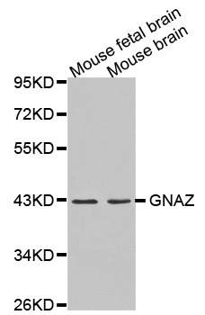 Anti-GNAZ Antibody