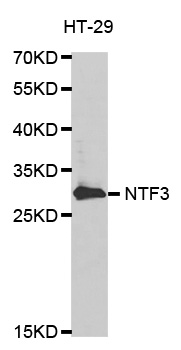 Anti-NTF3 Antibody