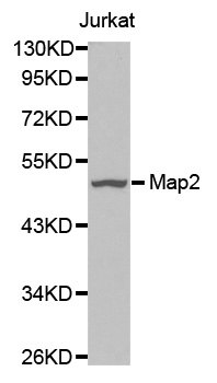 Anti-Map2 Antibody