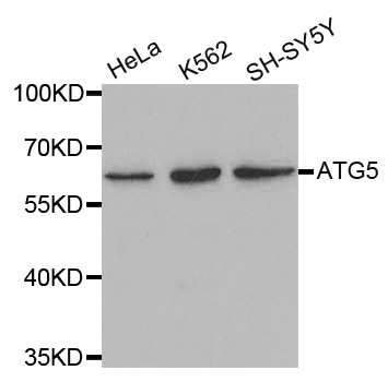 Anti-ATG5 Antibody