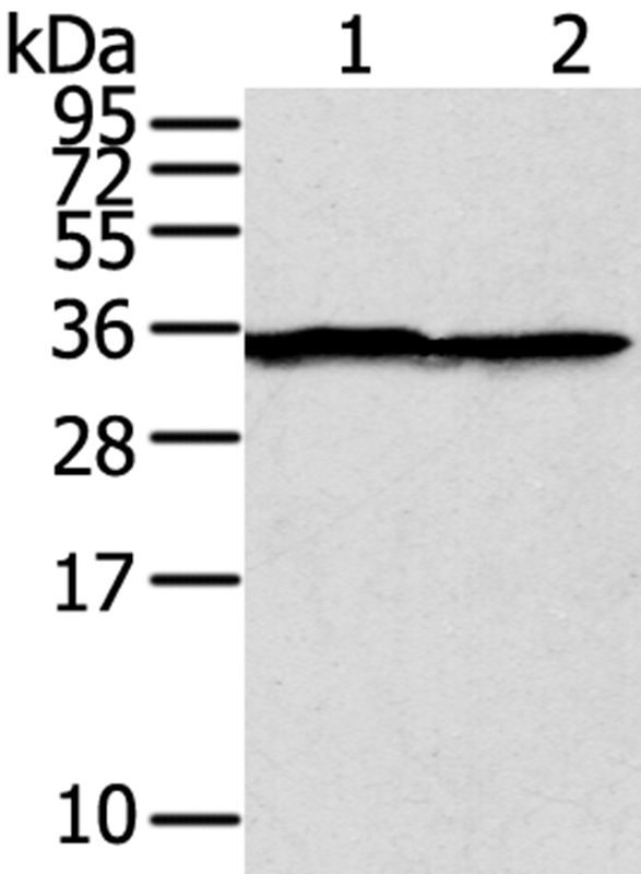 Anti-STX3 Antibody