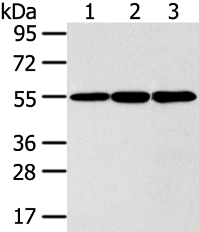 Anti-ISM2 Antibody