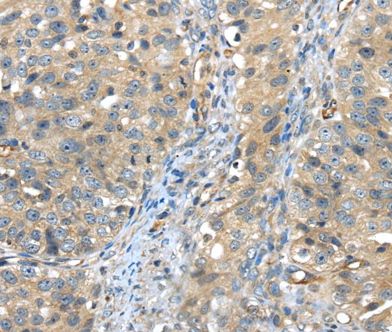 Anti-ISM2 Antibody Anti-ISM2 Antibody