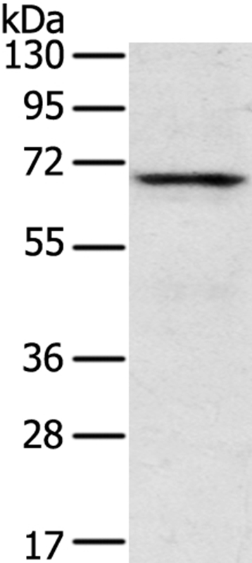 Anti-TNK1 Antibody