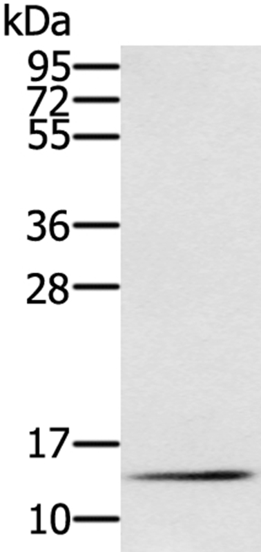 Anti-RNF7 Antibody