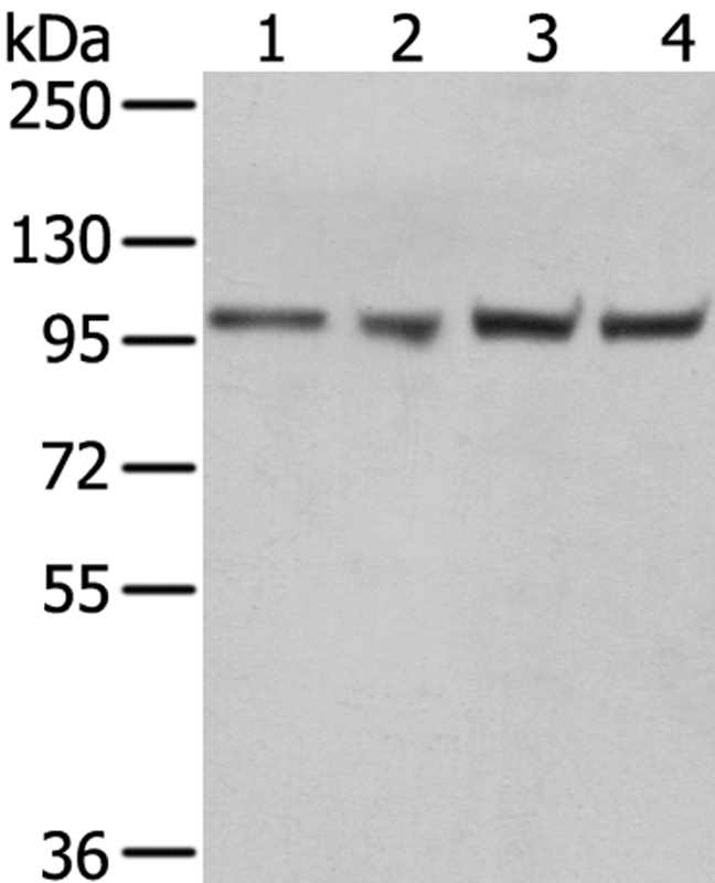 Anti-TPX2 Antibody