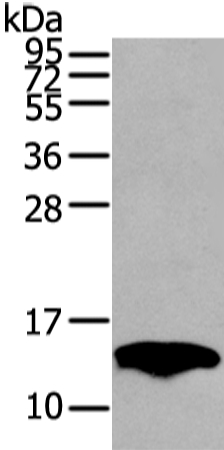 Anti-PMP2 Antibody