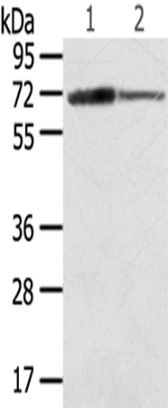 Anti-SDHA Antibody