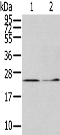 Anti-ITPA Antibody