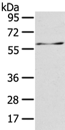 Anti-ATIC Antibody