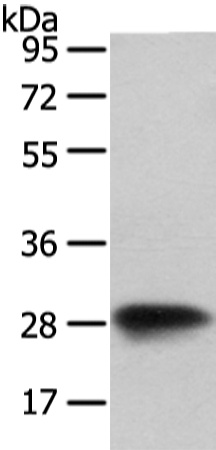 Anti-VAPA Antibody