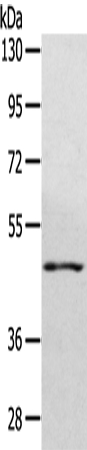 Anti-WDR4 Antibody