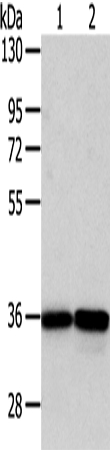 Anti-WDR5 Antibody