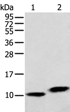 Anti-MPC1 Antibody