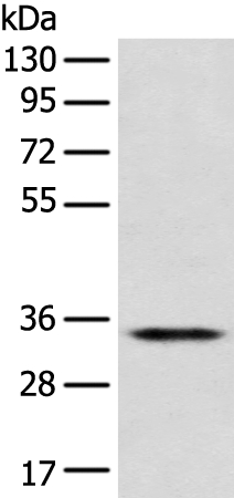 Anti-CD1D Antibody