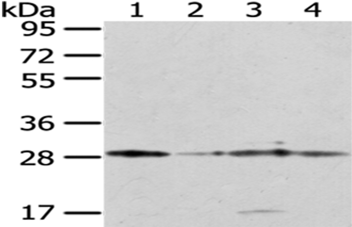 Anti-TFAM Antibody