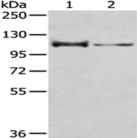 Anti-CASK Antibody