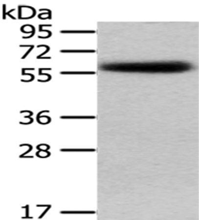 Anti-PEPD Antibody
