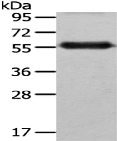 Anti-FZR1 Antibody