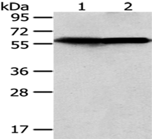 Anti-CCT5 Antibody