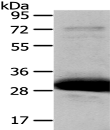 Anti-HAGH Antibody
