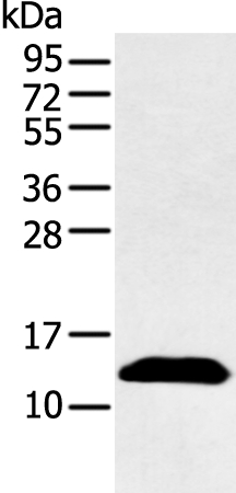 Anti-PPBP Antibody