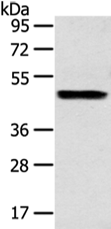 Anti-ZPR1 Antibody