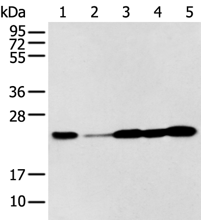 Anti-BAG2 Antibody