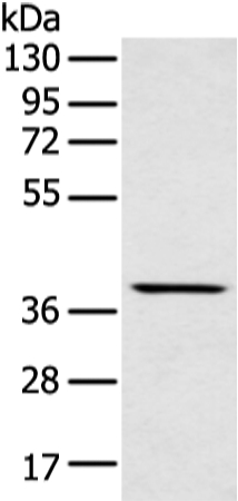 Anti-MAFA Antibody