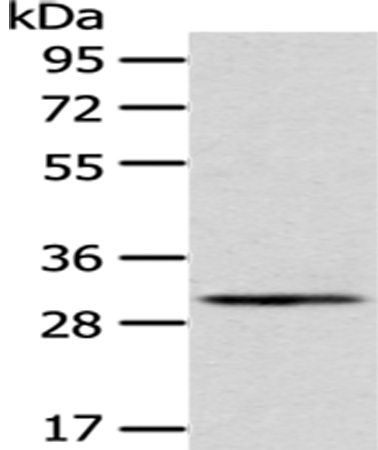 Anti-AQP3 Antibody