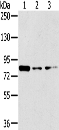 Anti-GPD2 Antibody