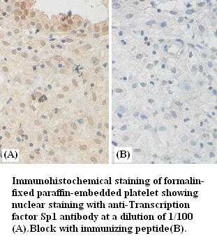 Anti-Transcription factor Sp1 Antibody