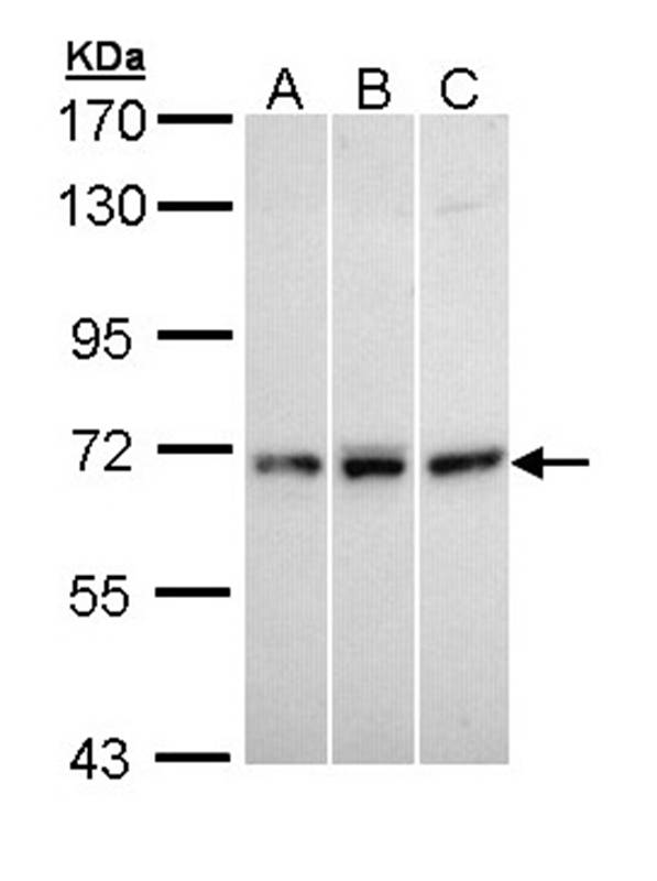 Anti-MX1 Antibody