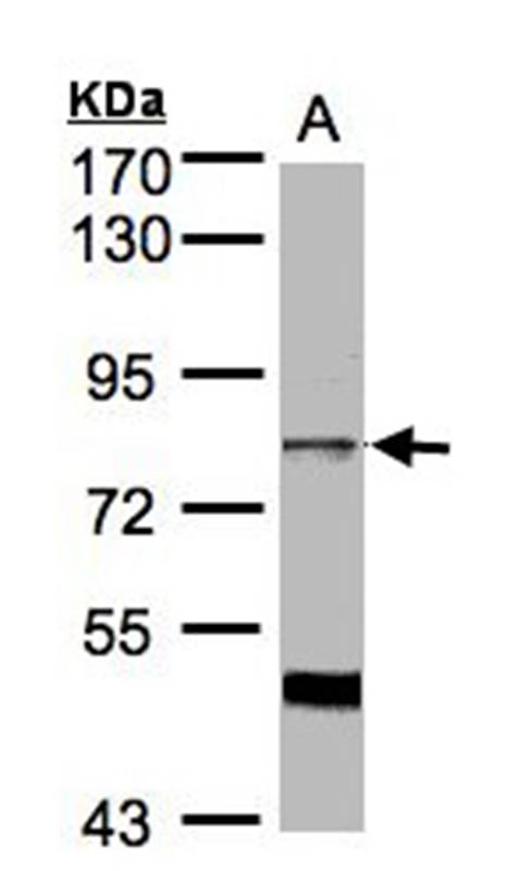 Anti-XE7 Antibody