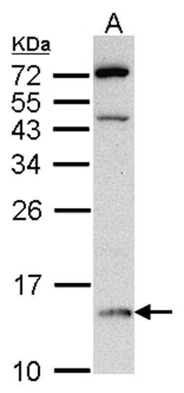 Anti-DDT Antibody