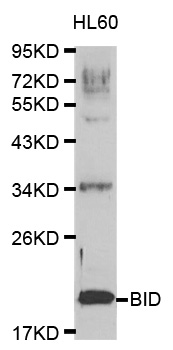 Anti-BID Antibody