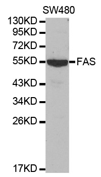 Anti-FAS Antibody