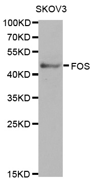 Anti-FOS Antibody