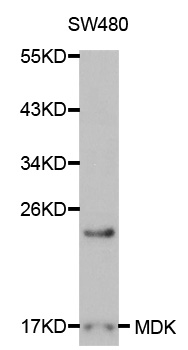 Anti-MDK Antibody