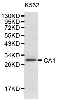 Anti-CA1 Antibody
