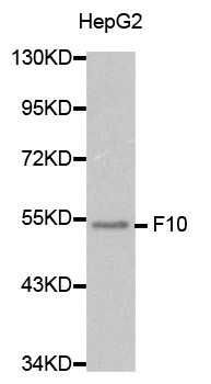Anti-F10 Antibody